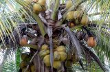 Jak se trhaji kokosy na malych palmach.